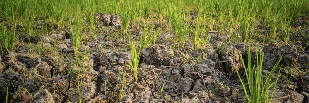 El Niño affecting small-scale farms; capacitating the WPI Drought Policy