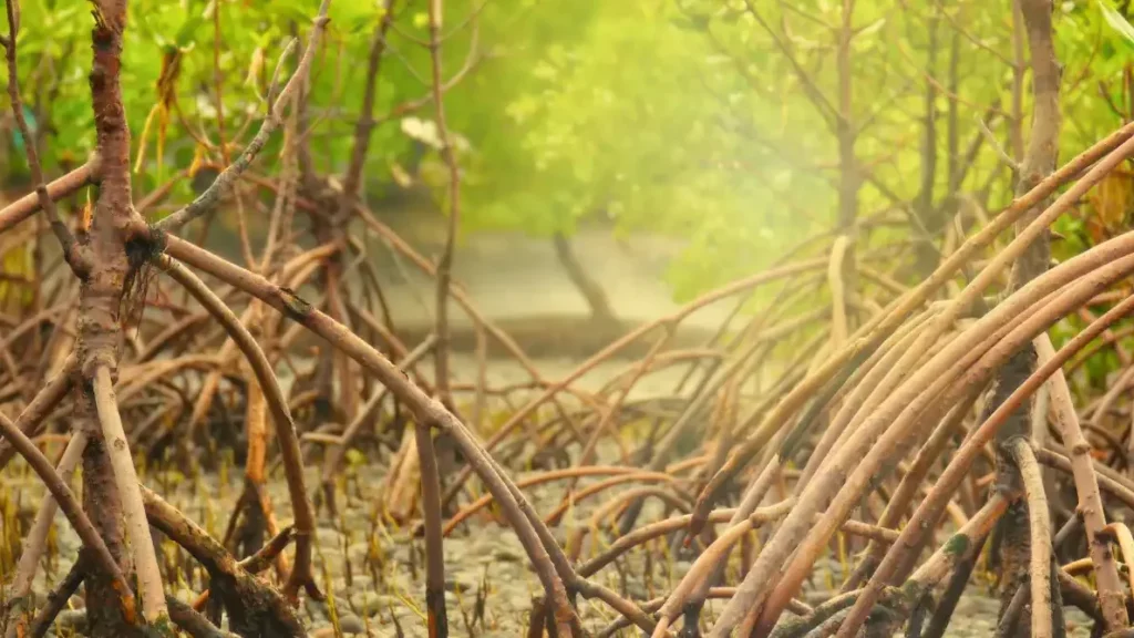 Mangrove Pictures 2026 (1)