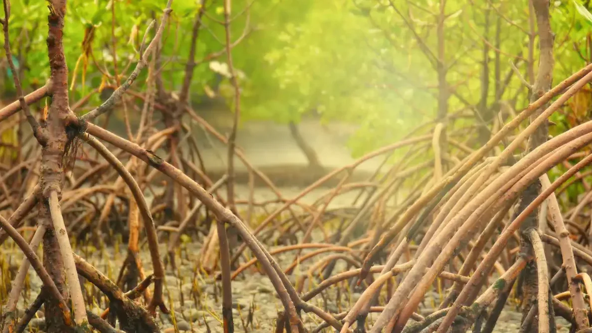 Mangrove Pictures 2026 (1)
