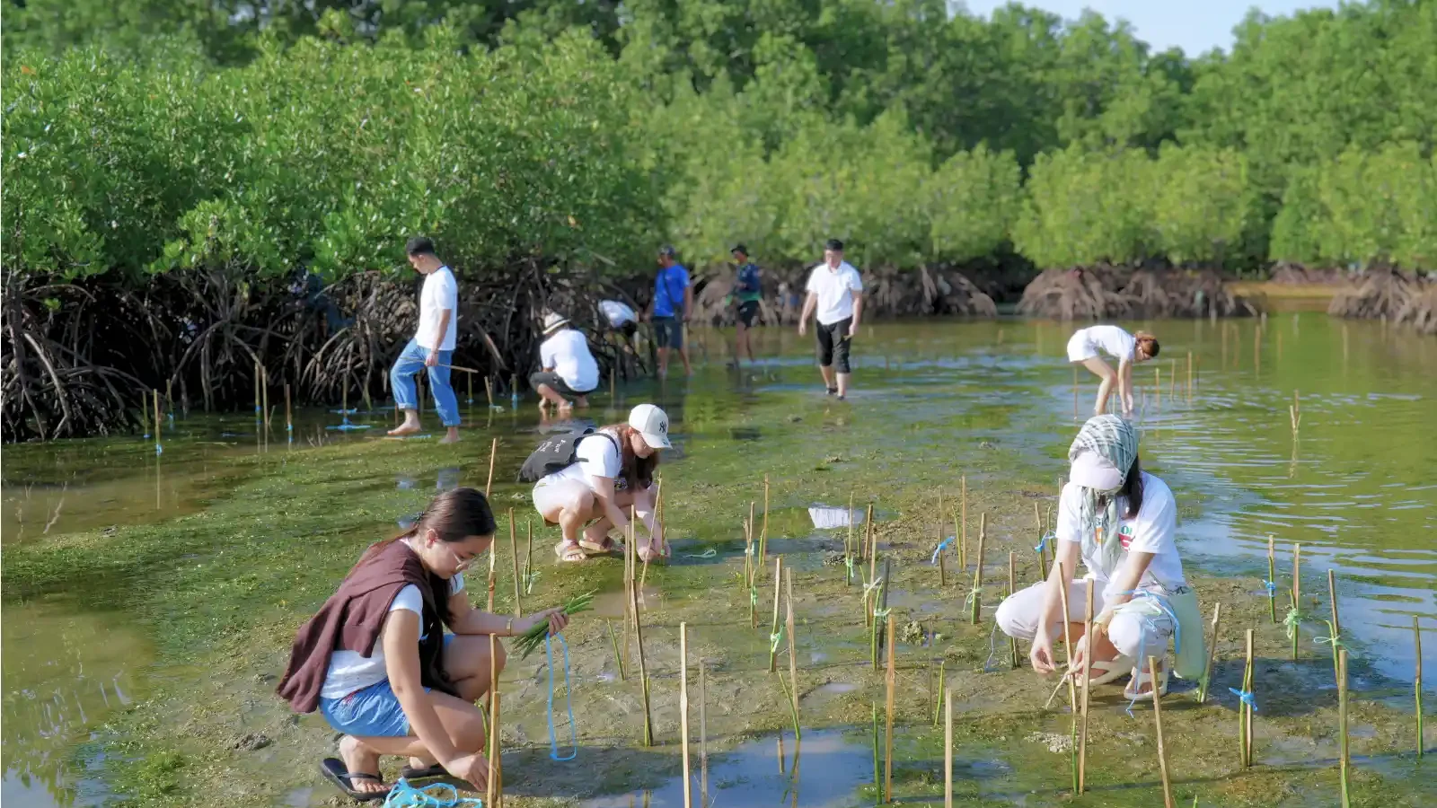 Mangrove Pictures 2026 (2)